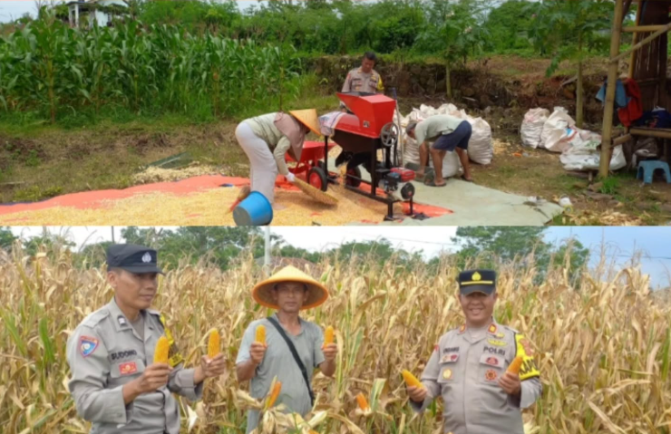 Dalam Rangka Mendukung Ketahanan Pangan, Kapolsek Kota Polres Subang Melaksanakan Kegiatan Panen Jagung
